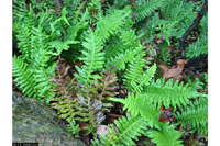 polypodium virginianum